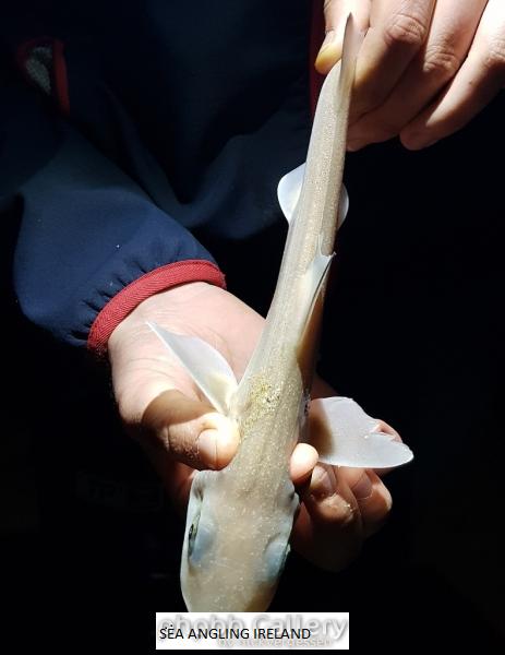 Smoothhound (3)