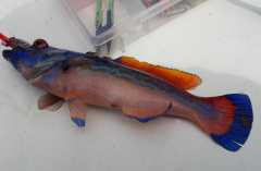 Cuckoo Wrasse May 2018 online