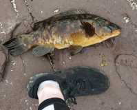 Eoin's Specimen Ballen Wrasse