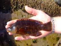 Corkwing wrasse 2009