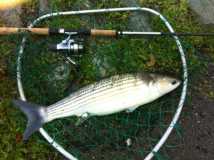 Mullet Courtown