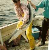 blue shark 1993
