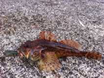 Scorpion fish