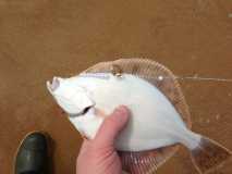 portsalon flounder