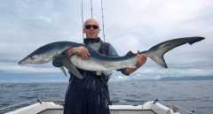 65lb Blue Shark