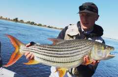 17lb Tigerfish