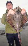 Undulate Ray