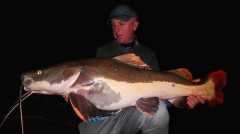 40-50lb Redtail catfish
