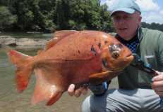 8lb Red Pacu
