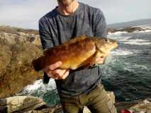 Achill wrasse