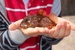 Scorpion Fish