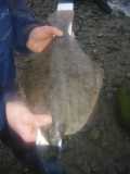 Specimen Flounder