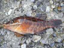 wrasse