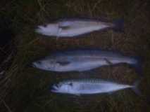 Courtmacsherry 3 casts 3 species