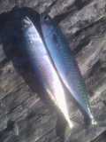 Kinsale Mackerel