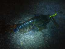 Cobh Lobster 2013