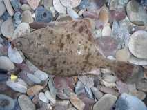 35 cm Flounder - 12th April 2016