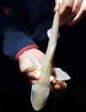 Smoothhound (3)