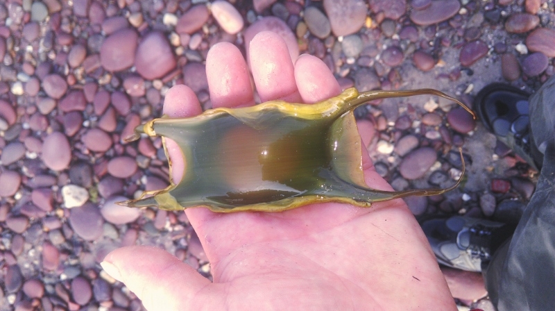 IMAG0453 1 (800x448)