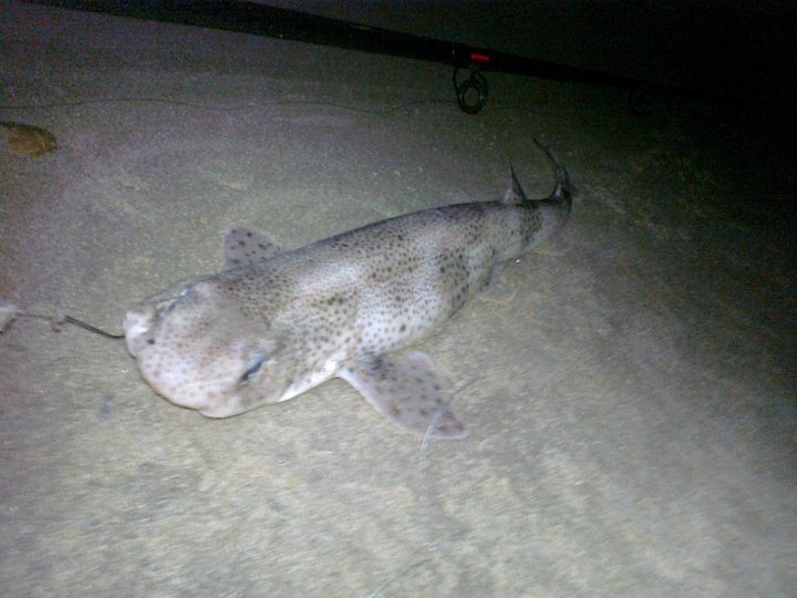 Dogfish