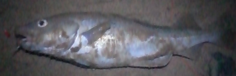 Cod