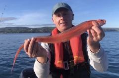 Red Band-fish