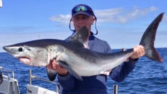 Porbeagle 40-50lb