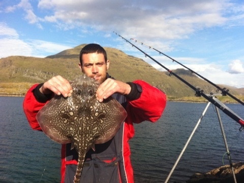 Tornback ray