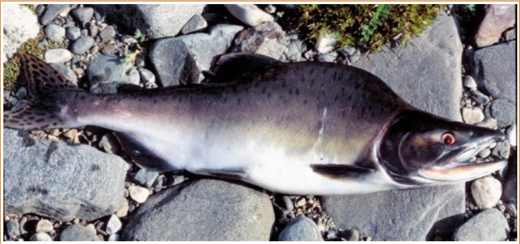 Mature male pink salmon with characteristic humpback and spotted tail (photo credit: Eva Thorstad, NINA)