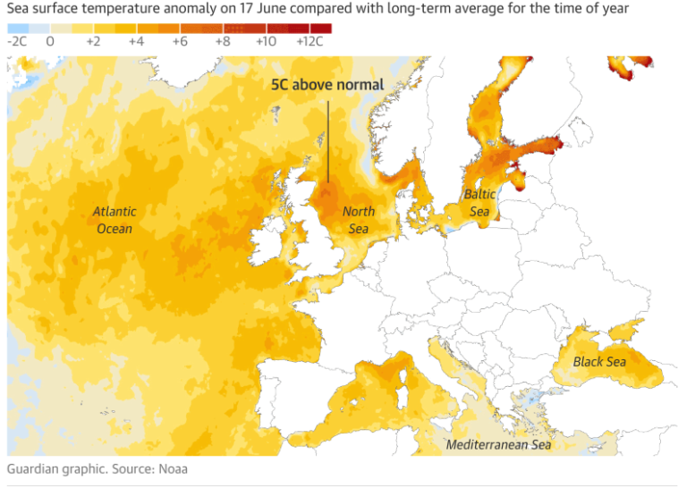 Marine heatwave off UK and Irish coasts poses serious threat