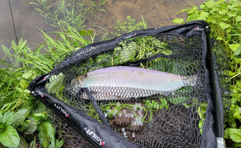 DiadSea Survey of Shad Anglers in Ireland 2025
